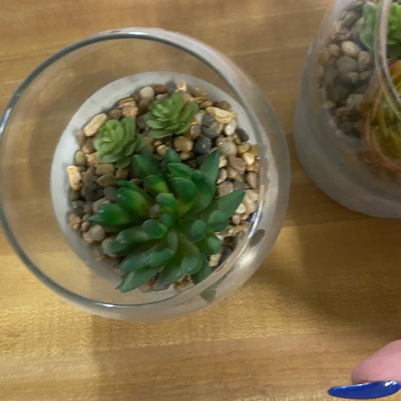 succulent plants 2pk - Picture 3 of 4